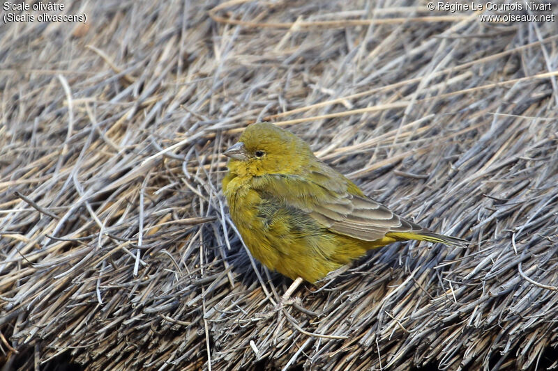 Greenish Yellow Finch male adult