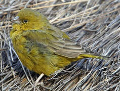 Greenish Yellow Finch