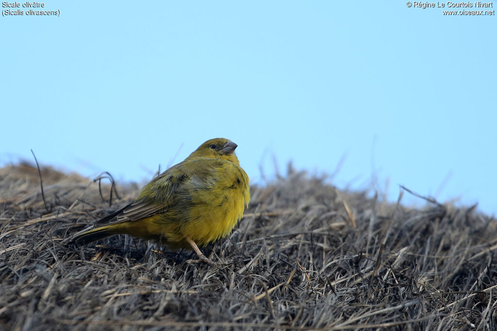 Greenish Yellow Finch male adult