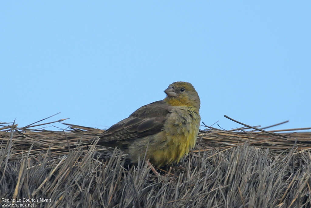 Greenish Yellow Finch female adult, identification