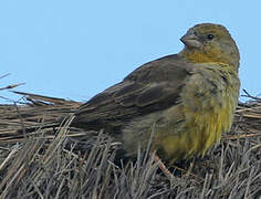 Greenish Yellow Finch