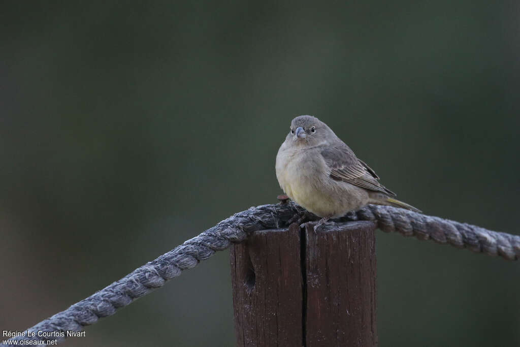 Greenish Yellow Finchjuvenile, identification