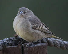 Greenish Yellow Finch