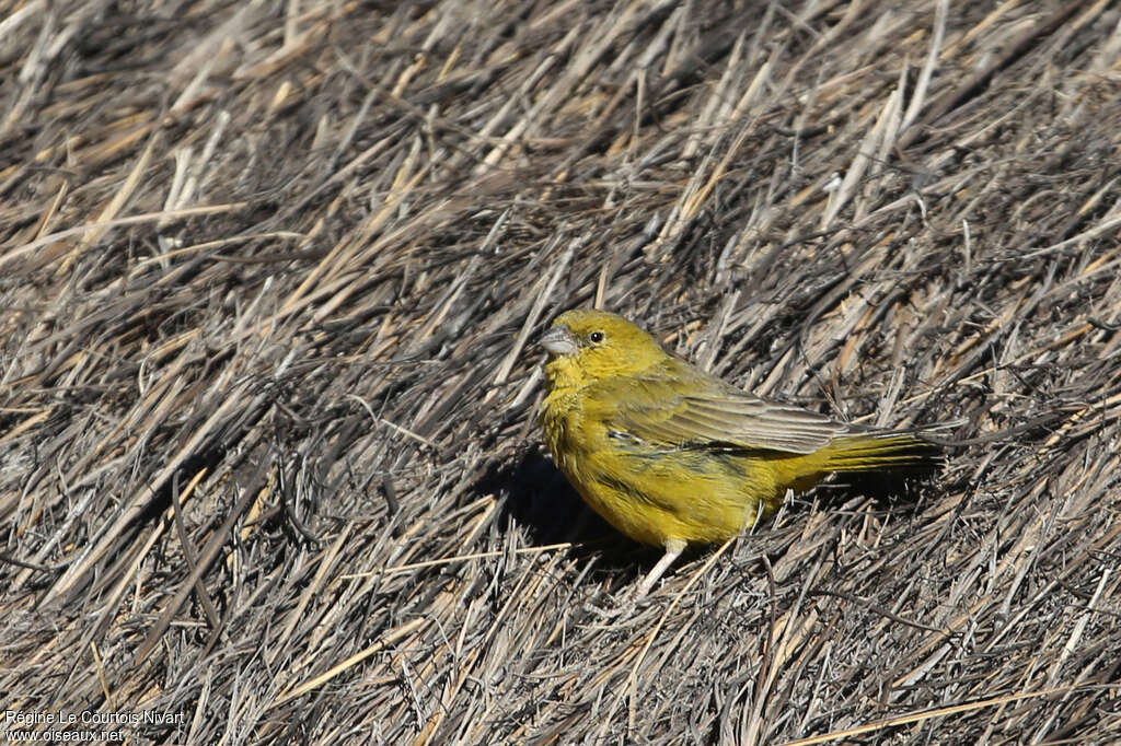 Greenish Yellow Finch male adult, identification