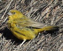 Greenish Yellow Finch