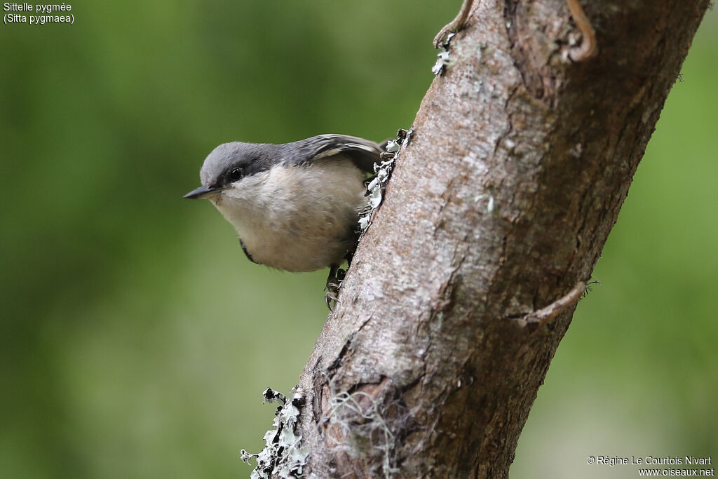 Pygmy Nuthatch