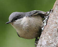 Pygmy Nuthatch