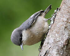 Pygmy Nuthatch