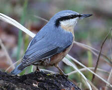 Eurasian Nuthatch