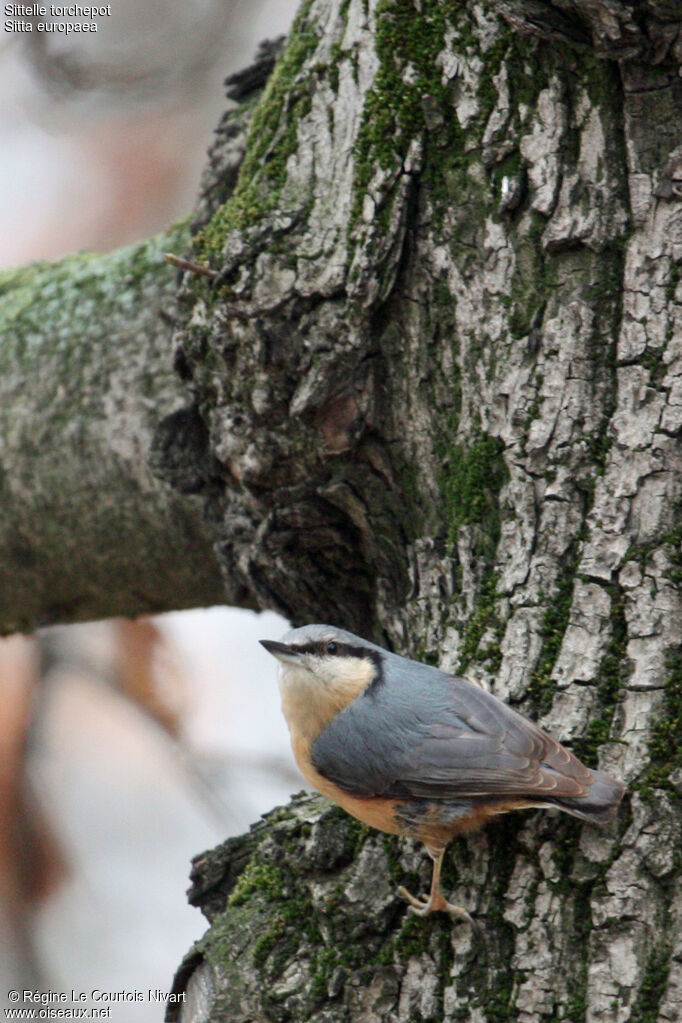 Eurasian Nuthatch