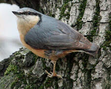 Eurasian Nuthatch