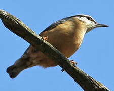 Eurasian Nuthatch