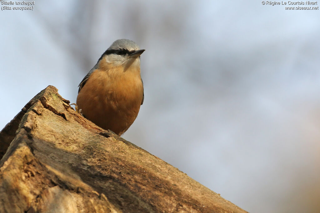 Eurasian Nuthatch