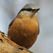 Eurasian Nuthatch