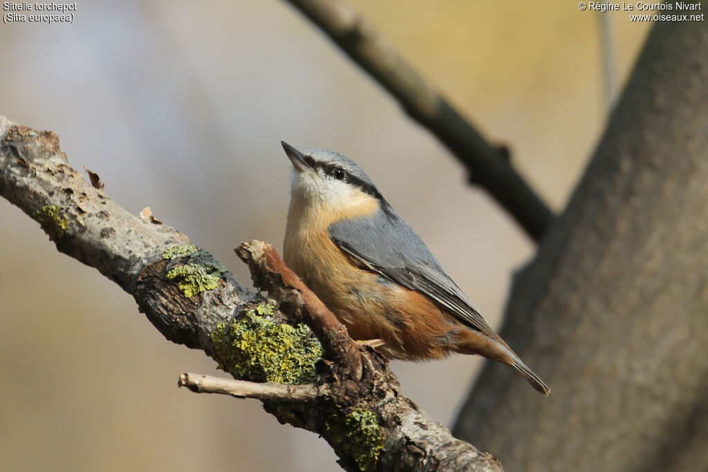 Eurasian Nuthatch