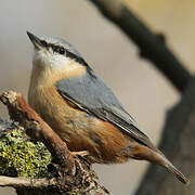 Eurasian Nuthatch