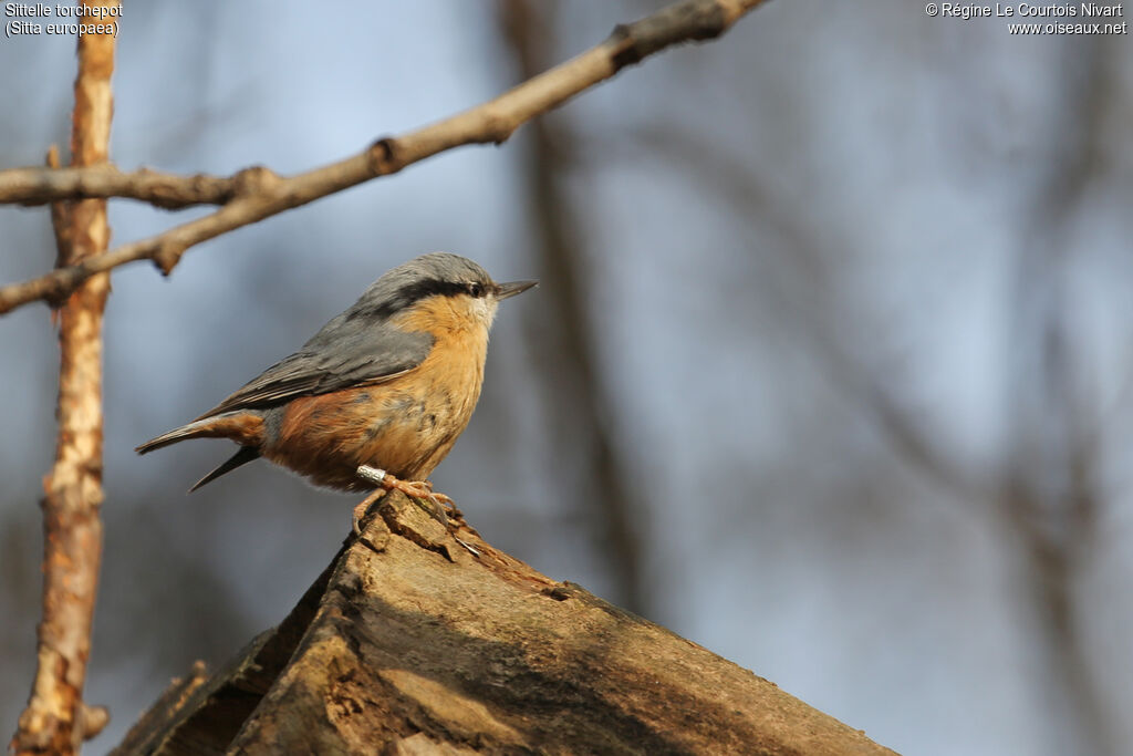 Eurasian Nuthatch