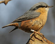 Eurasian Nuthatch