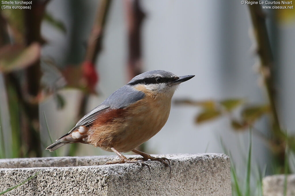 Eurasian Nuthatch