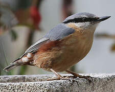 Eurasian Nuthatch