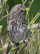 Common Redpoll