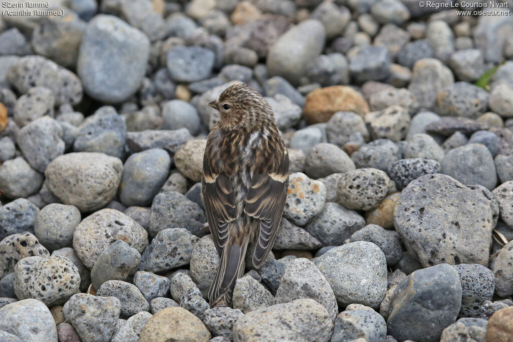 Common Redpoll