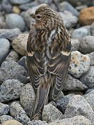 Common Redpoll