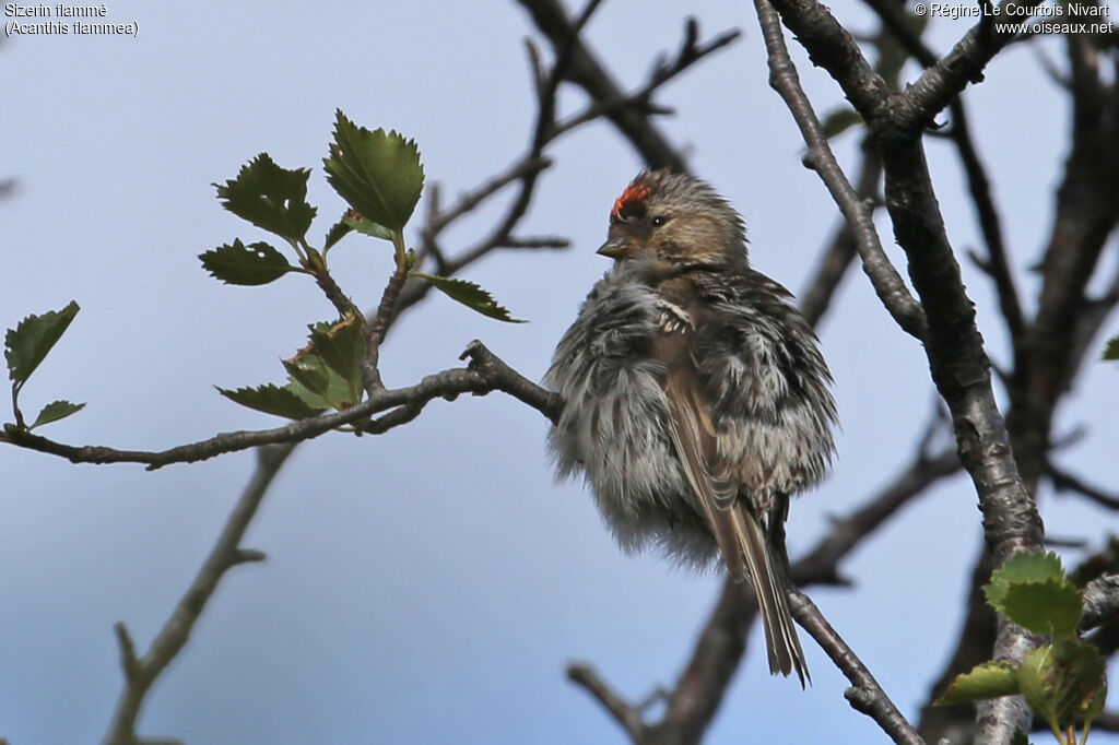 Common Redpoll