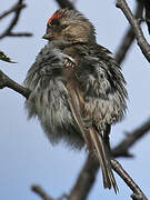 Common Redpoll