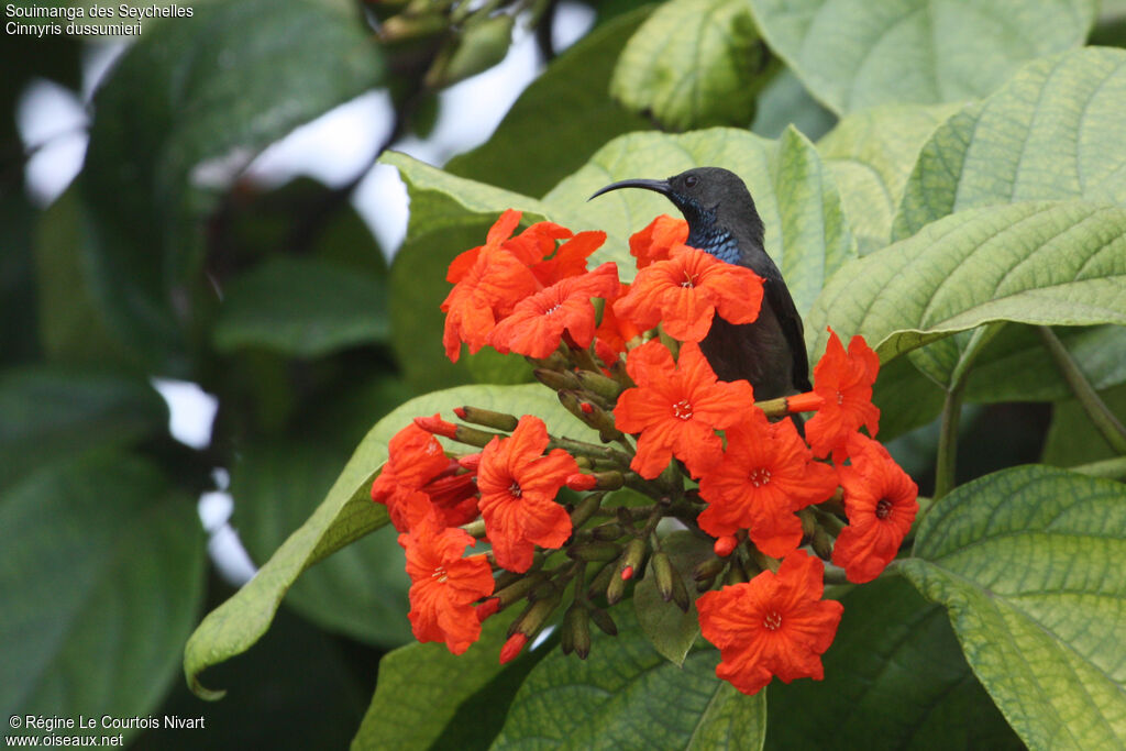 Seychelles Sunbird