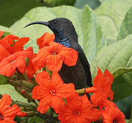 Seychelles Sunbird