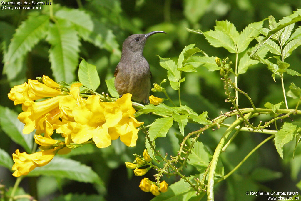 Seychelles Sunbird female