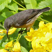 Seychelles Sunbird