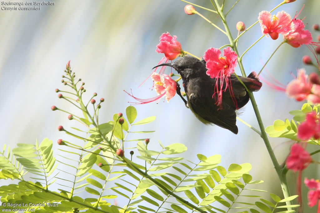 Seychelles Sunbird