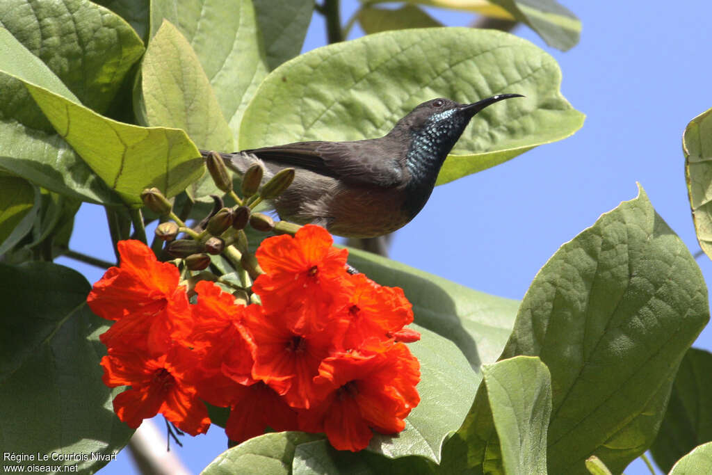 Seychelles Sunbird male