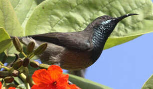 Seychelles Sunbird