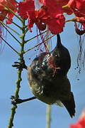 Seychelles Sunbird