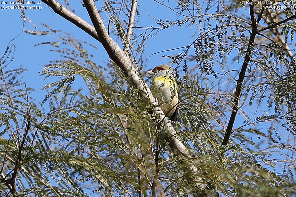 Sourciroux mélodieux