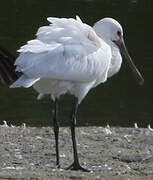 Eurasian Spoonbill