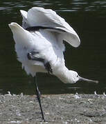 Eurasian Spoonbill