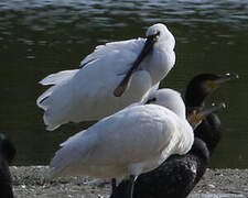 Eurasian Spoonbill