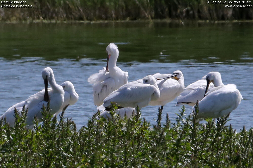 Eurasian Spoonbill