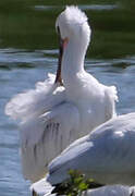 Eurasian Spoonbill