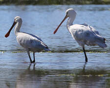 Eurasian Spoonbill