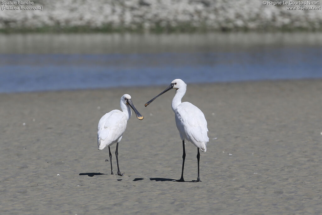 Eurasian Spoonbill