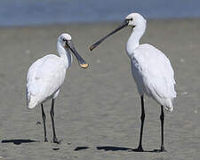 Eurasian Spoonbill