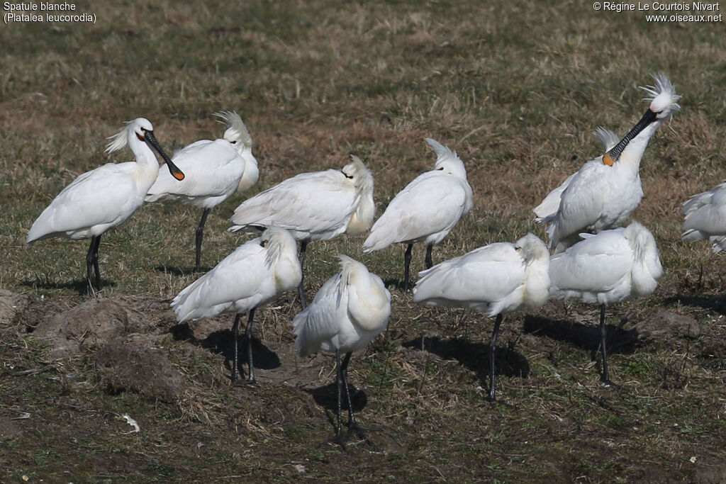 Eurasian Spoonbill