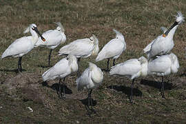 Eurasian Spoonbill