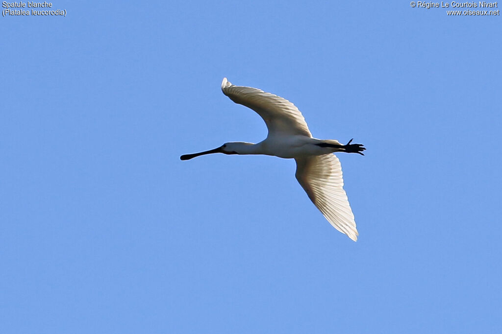 Eurasian Spoonbill