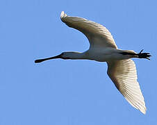 Eurasian Spoonbill